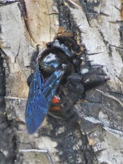 Xylocopa frontalis