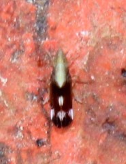 Neomegamelanus lautus