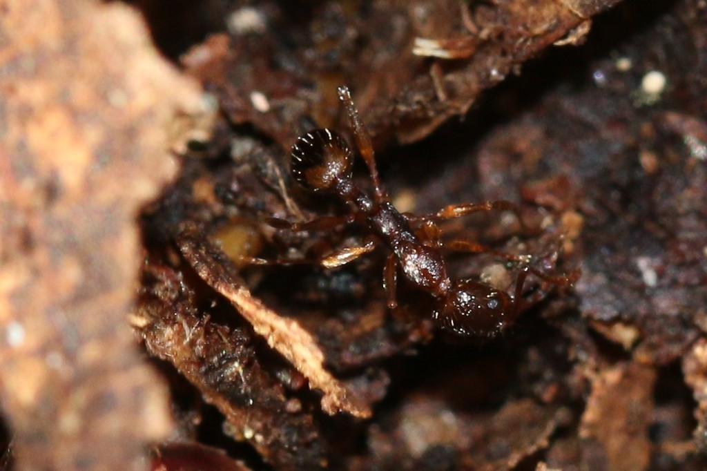 Collared Ants from Salem County, NJ, USA on November 8, 2020 at 01:48 ...