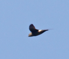 Chaetura spinicaudus