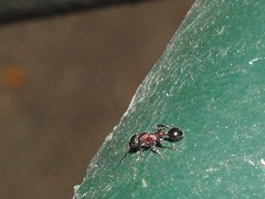 Dilobocondyla fouqueti