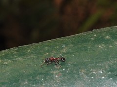 Dilobocondyla fouqueti