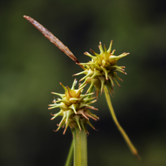 Carex flava