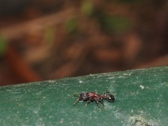 Dilobocondyla fouqueti