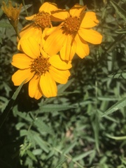 Tagetes lemmonii