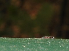 Dilobocondyla fouqueti