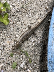 Oligosoma smithi