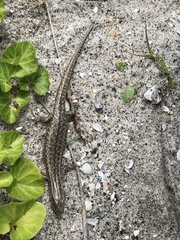Oligosoma smithi