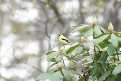 Spinus tristis tristis