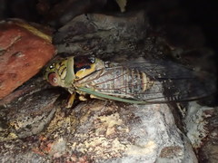 Macrotristria intersecta