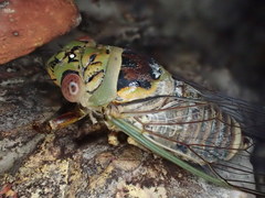 Macrotristria intersecta