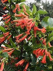 Iochroma fuchsioides