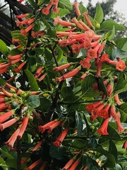 Iochroma fuchsioides