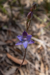 Thelymitra × truncata