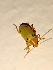 Metaxyonycha octosignata