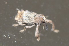 Orthorhinus