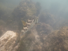 Sphoeroides annulatus