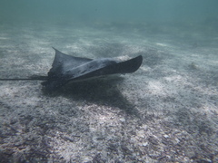 Aetobatus