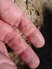 Muhlenbergia fragilis