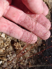 Muhlenbergia fragilis