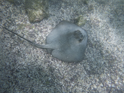 Hypanus longus