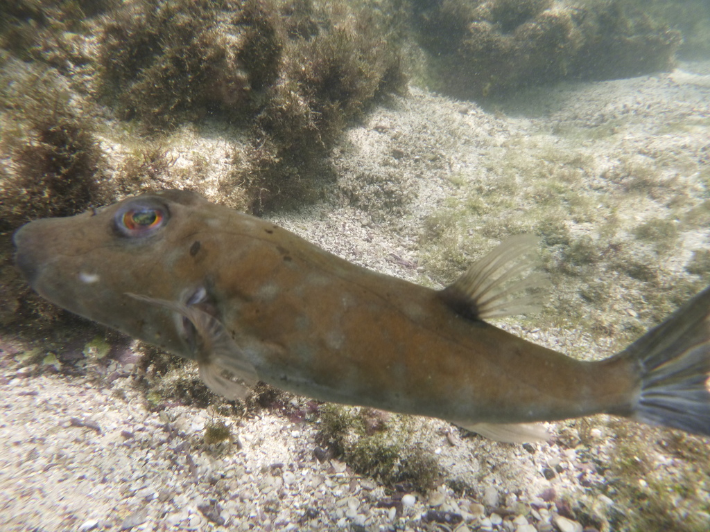 Concave Puffer