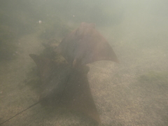 Rhinoptera steindachneri