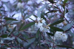 Eucalyptus calycogona trachybasis