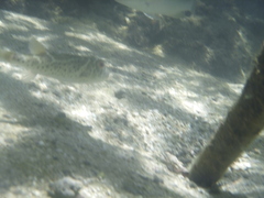 Sphoeroides annulatus