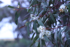 Eucalyptus calycogona trachybasis