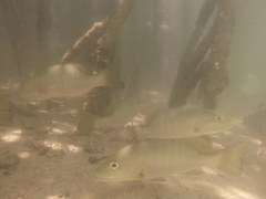 Lutjanus novemfasciatus