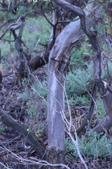 Eucalyptus calycogona trachybasis
