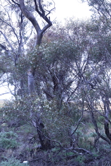 Eucalyptus calycogona trachybasis