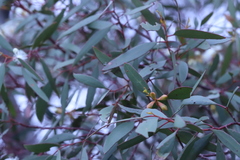 Eucalyptus calycogona trachybasis