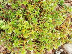 Dichodon cerastoides
