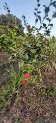 Hibiscus