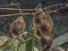 Lonchocarpus madagascariensis