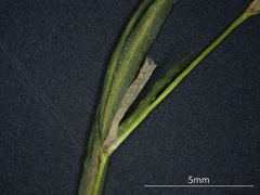 Potamogeton berchtoldii