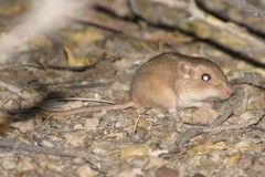 Perognathus longimembris