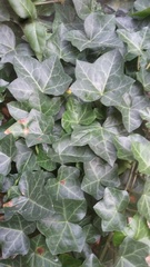 Hedera helix