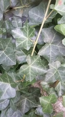 Hedera helix