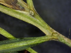 Potamogeton berchtoldii