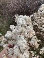 Eupatorium altissimum