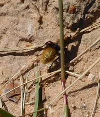 Dasymutilla calorata
