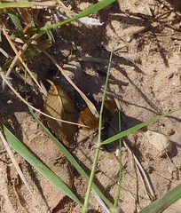 Dasymutilla calorata