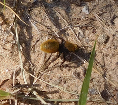 Dasymutilla calorata
