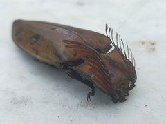 Elateridae