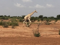 Giraffa camelopardalis peralta