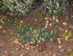 Trifolium lemmonii