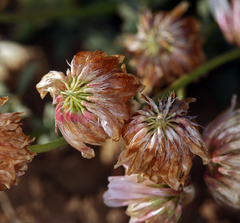 Trifolium lemmonii